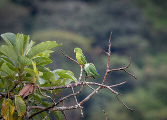 leaves on a branch