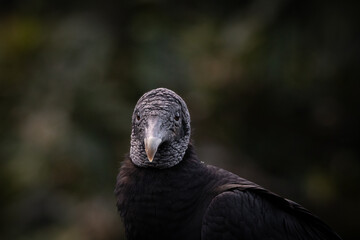  Vulture