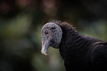 portrait of a vulture