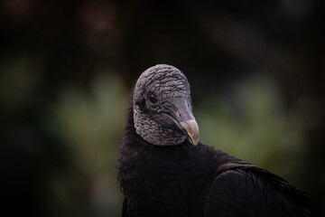 portrait of a vulture