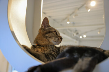 cat in window