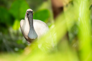 Royal spoonbill with its distinct red eyes, also known as the black-billed spoonbill, occurs in...