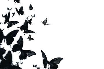 Cluster of butterfly silhouettes, various species, fluttering upwards, white backdrop.