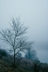 Foggy frost lake . Landscape with fog . Mystery nature . Blue hour . Morning at winter .