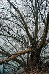 Fog and lake . Frost on lake . Blue morning . Fogy morning . Forest and lake . Trees on the lake . Blue water . Mystery nature . Landscape with fog . Morning at winter . Blue houre 