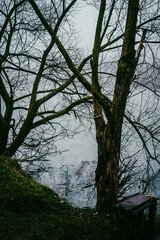 Trees and fog. Misty morning on lake . Frost . Winter fog . Landscape with fog and lake . Mistery lake . Nature . Film landscape . Forest beauty . Mystery morning on lake 