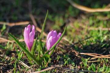 Purple flowers in the garden close-up