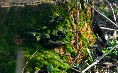 Green moss on a tree stump close-up