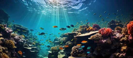 Different tropical fish on a coral reef in the Red Sea - obrazy, fototapety, plakaty