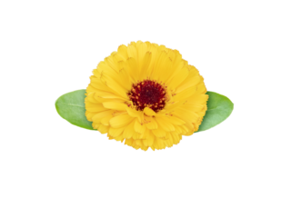 Marigold flowering medicinal plant.  Calendula officinalis bright orange flower with leaves isolated transparent png. 