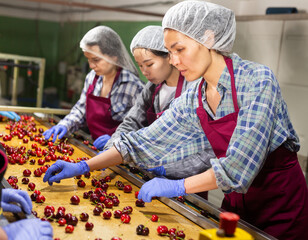 Portrait of vigorous female employees in uniform sorting fresh ripe cherry on producing grading line