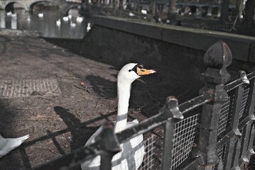Swan peeking through a metal fence with an industrial backdrop, conveying a contrast between nature...