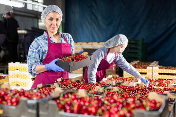 Asian female gardener in uniform posing with boxes with ripe cherry at agriculture manufacture