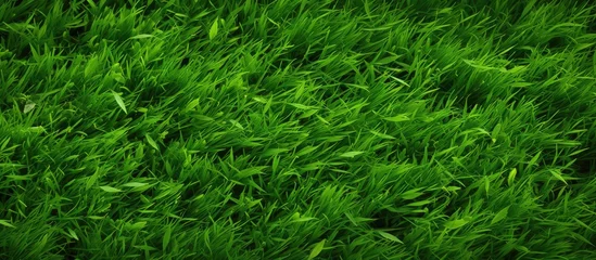 Foto op Aluminium A detailed shot of a vibrant green grassland, showcasing the diverse plant life including shrubs and flowering plants © TheWaterMeloonProjec