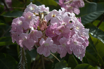Flores, flores... Variedad casi infinita de formas, colores y aromas.