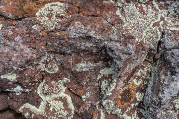 Lecanoromycetes. Lichen on volcanic rock / basalt. Makapuu Oahu Hawaii