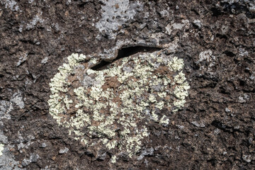 Lecanoromycetes. Lichen on volcanic rock / basalt. Makapuu Oahu Hawaii