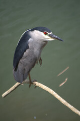 Animales acuaticos,caimanes,tortugas,aves de muschas formas y colores.