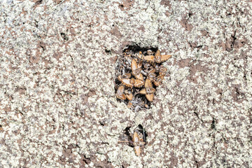 Lecanoromycetes. Lichen on volcanic rock / basalt. Makapuu Oahu Hawaii