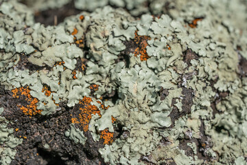 Lecanoromycetes. Lichen on volcanic rock / basalt. Makapuu Oahu Hawaii