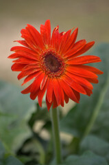 Las flores conforman un universo propio de color,aroma y variedad!