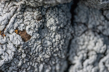 Lecanoromycetes. Lichen on volcanic rock / basalt. Makapuu Oahu Hawaii