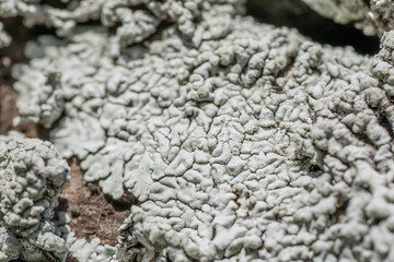 Lecanoromycetes. Lichen on volcanic rock / basalt. Makapuu Oahu Hawaii