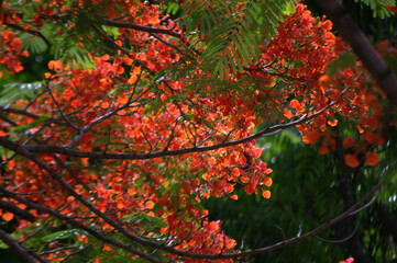 Las flores conforman un universo propio de color,aroma y variedad!