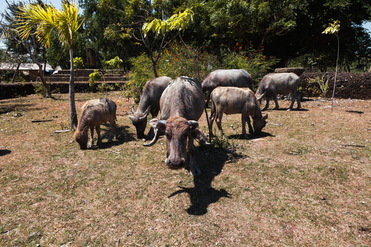 Water buffaloes grazing in Indonesian rural setting