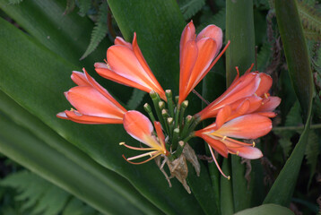 Fototapeta premium Las flores conforman un universo propio de color,aroma y variedad!