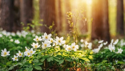 Obraz premium Beautiful white primroses in spring in the forest close-up in sunlight in nature. Spring forest landscape with blooming white anemones and trees.
