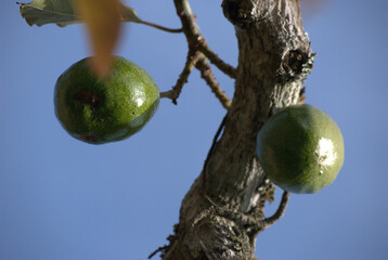 Frutas,de gran variedad todas tropicales,naranjas,cacao,nisperos,mandarinas.