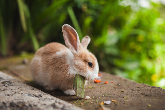 Gentle Rabbit Enjoying a Snack