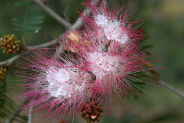 Las flores conforman un universo propio de color,aroma y variedad!
