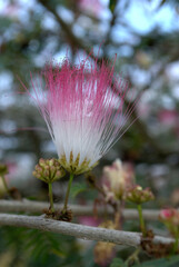 Las flores conforman un universo propio de color,aroma y variedad!