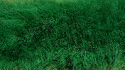 British racing green coloured soft faux fur. Fuzzy textile background.