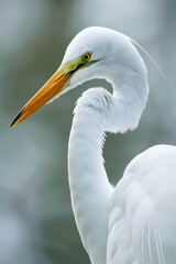 Portrait of a white Great egret (Ardea alba)