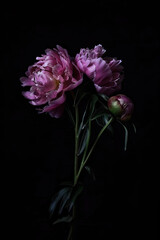 Beautiful pink peony flowers before a dark background