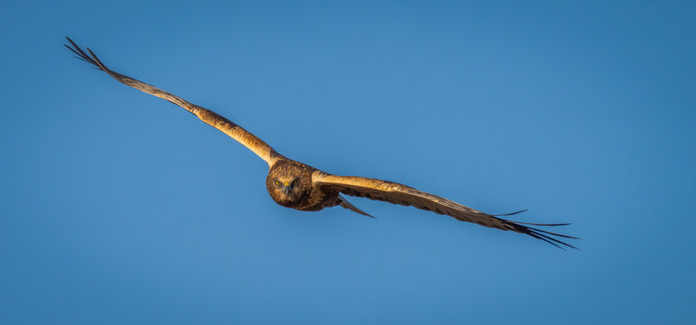 Bird of prey in the blue sky of Lleida