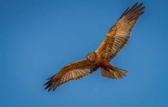 Majestic bird of prey soaring in blue sky