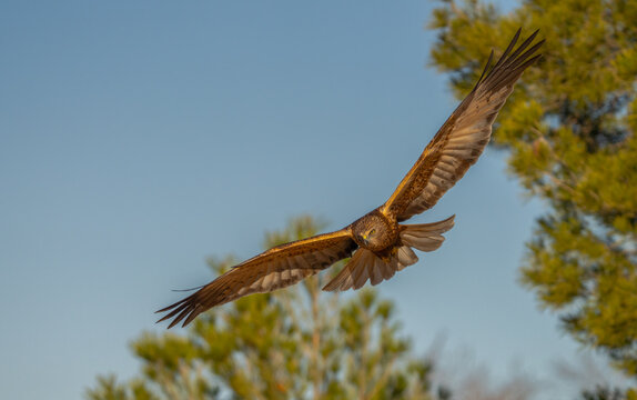Majestic bird of prey soaring over Lleida fields