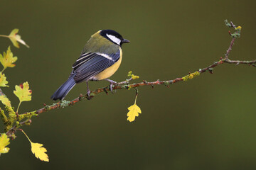 Great tit perched on a flowering branch