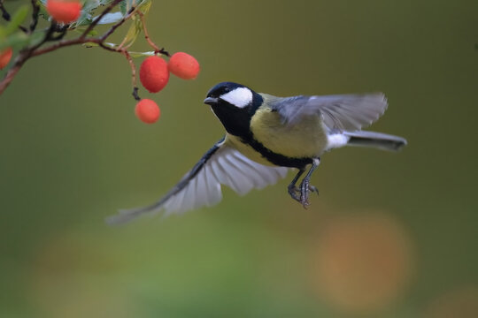 Great tit flying towards berries in natural setting