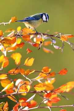 Blue tit perched on autumn leaves