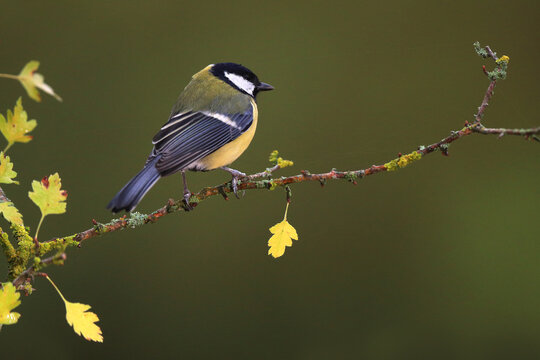 Great tit perched on a flowering branch
