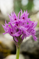 Three-toothed Orchid - Neotinea tridentata, beautiful colored flowering plant from European meadows and woodlands, Orchis tridentata. Laconi. Sardinia, Italy