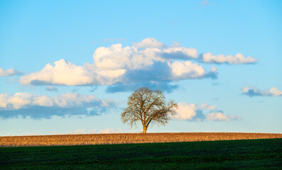 An idyllic spring view of a lone tree in a field around Zurich, Switzerland.