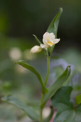 White Heleborine Orchid, Sword-leave Helleborine orchid, Orchidea (Cephalantera damasonium). Laconi, OR, Sardinia, Italy