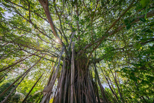 Fototapeta Tall banyan tree in the jungle