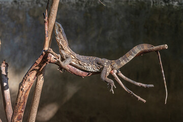 White throated monitor lizard. Watamu, Kenya.